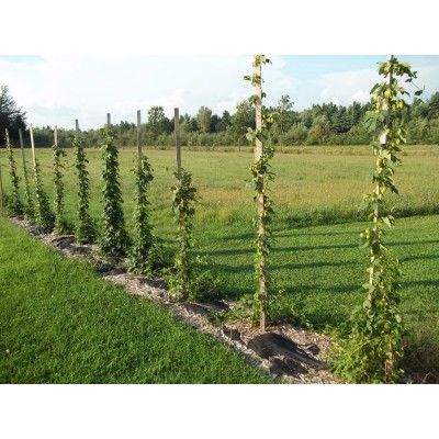 Hop rhizome - Order of 10 and more